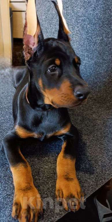 Собаки в Екатеринбурге: Щенки добермана Мальчик, 80 000 руб. - фото 1