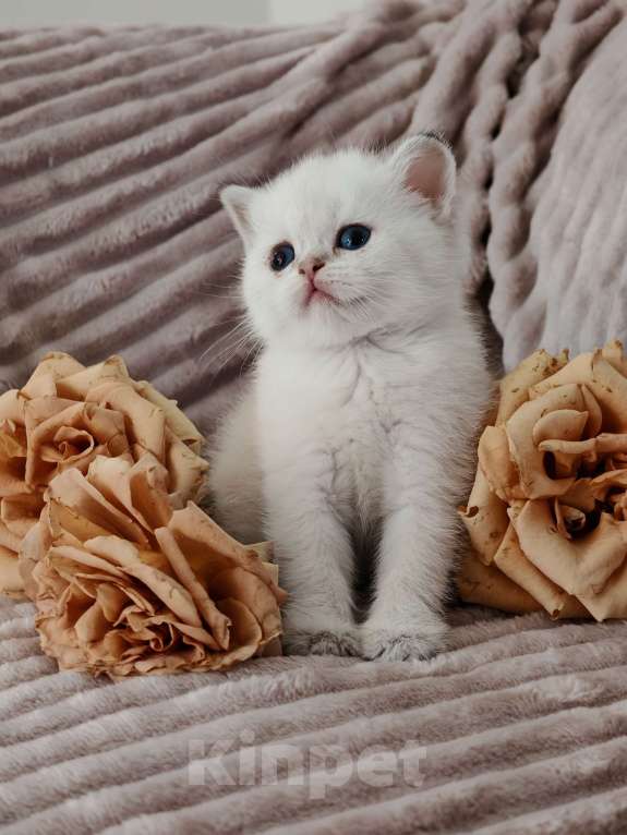 Кошки в Москве: Породистые шотландские котята Девочка, 80 000 руб. - фото 4