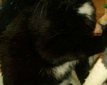 Кошки в Острогожске: Котята в добрые руки, 1 руб. - фото 4
