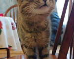 Кошки в Кораблино: Кошка в добрые руки, 200 руб. - фото 3