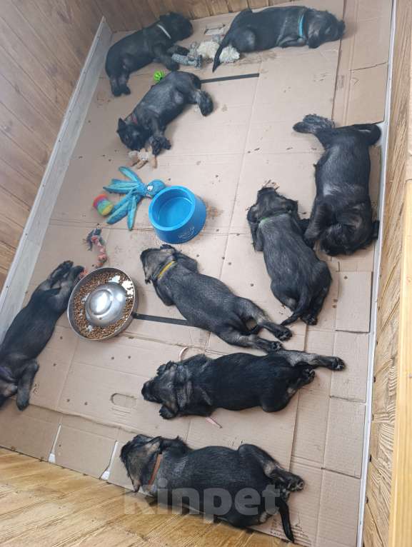 Собаки в Москве: Щенок миттельшнауцера ( шнауцера ) Мальчик, 50 000 руб. - фото 3