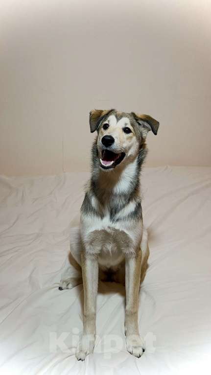 Собаки в Москве: Персик Девочка, Бесплатно - фото 2