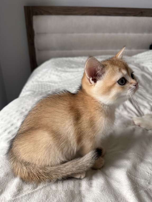 Кошки в других городах Московской области: Британская золотая шиншилла Ny11, ny12 Мальчик, 45 000 руб. - фото 2