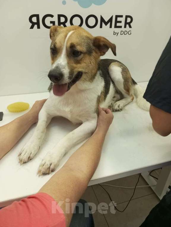 Собаки в Санкт-Петербурге: Отдам собаку бесплатнор Мальчик, Бесплатно - фото 6