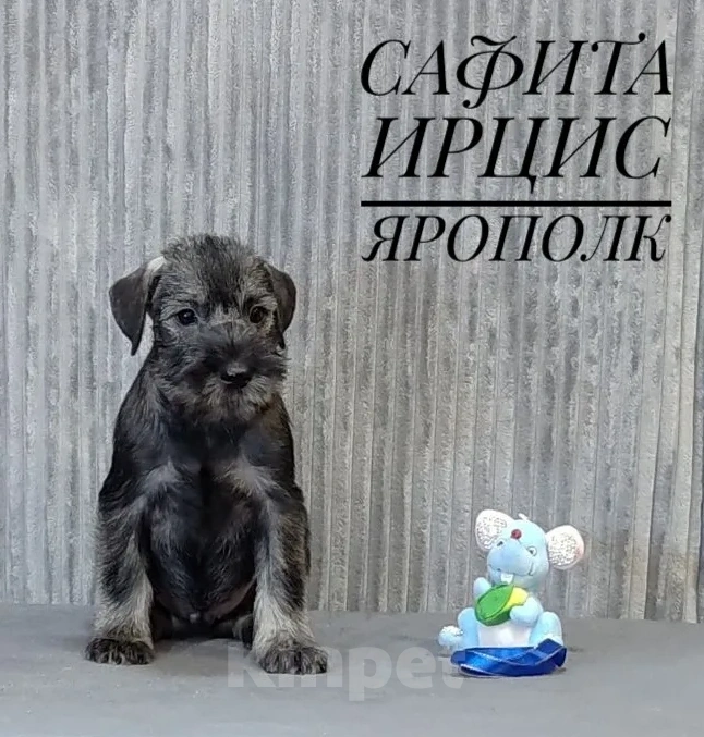 Собаки в других городах Омской области: Щенок миттельшнауцера Ярополк Мальчик, 45 руб. - фото 1