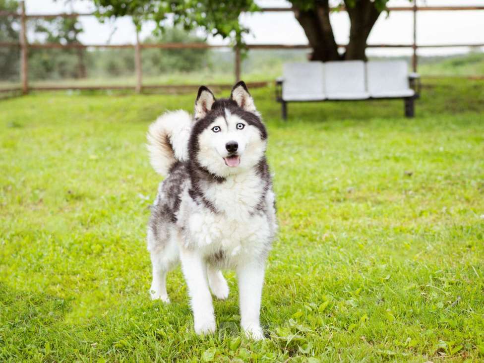 Собаки в Москве: Хаски в добрые руки Девочка, Бесплатно - фото 4