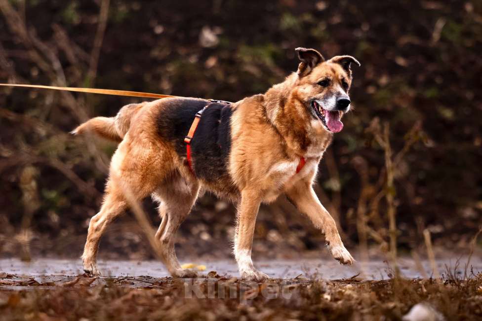 Собаки в Москве: Собака из приюта в добрые руки Девочка, Бесплатно - фото 9