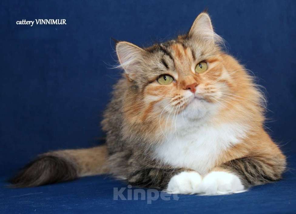 Кошки в Санкт-Петербурге: Шикарный сибирская кошка Девочка, Бесплатно - фото 1