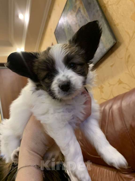 Собаки в Малоархангельске: Готова переехать в лучшую семью малышка-папийон Девочка, 50 000 руб. - фото 2