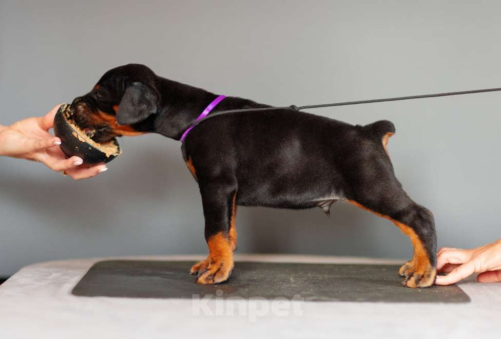 Собаки в Москве: Щенки добермана Мальчик, 110 000 руб. - фото 7