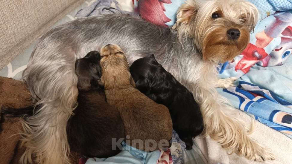 Собаки в Химках: степка Мальчик, 30 000 руб. - фото 3