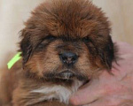 Собаки в Екатеринбурге: щенок Тибетского Мастифа Мальчик, 120 000 руб. - фото 3