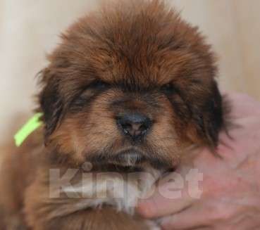 Собаки в Екатеринбурге: щенок Тибетского Мастифа Мальчик, 120 000 руб. - фото 3