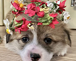 Собаки в Краснодаре: Высокопородные щенки с родословной, гарантией сопровождения в дальнейшем развитии Мальчик, 70 000 руб. - фото 5