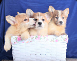 Собаки в Москве: вельш корги пемброк щенки от Интерчемпиона Мальчик, 90 000 руб. - фото 6
