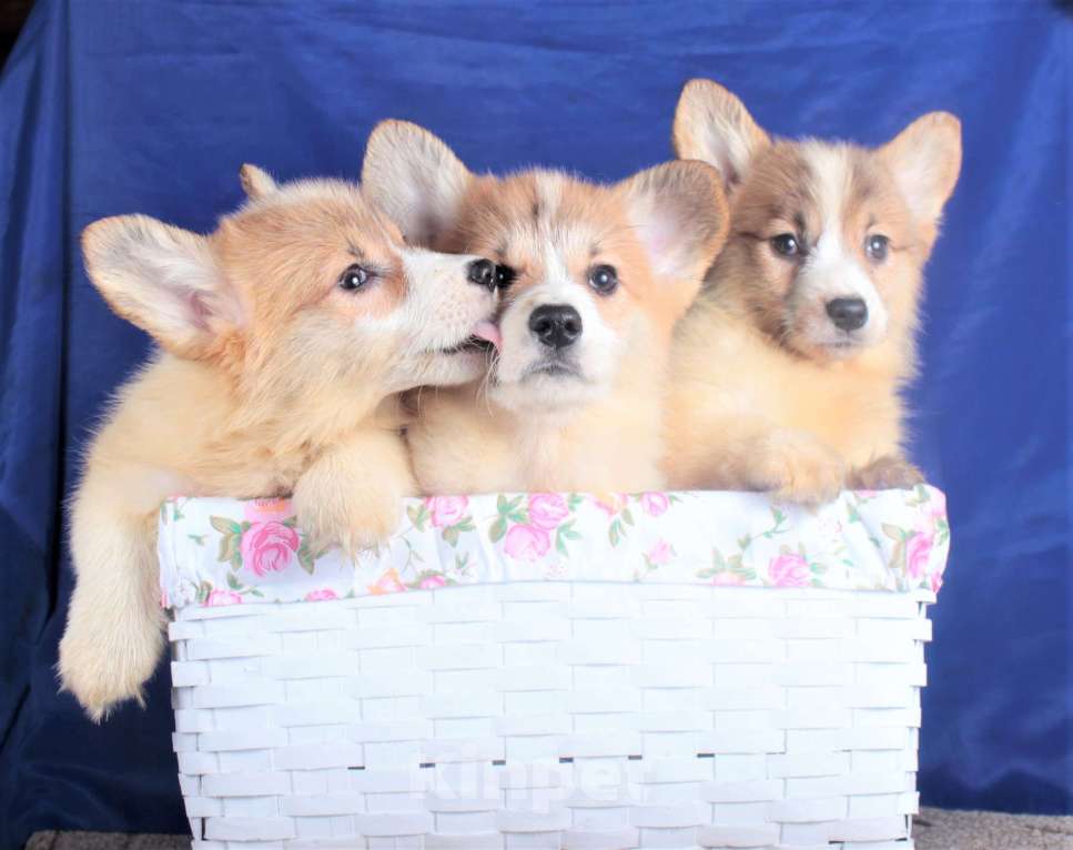 Собаки в Москве: вельш корги пемброк щенки от Интерчемпиона Мальчик, 90 000 руб. - фото 6