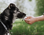 Собаки в Москве: Небольшая собачка Мария ищет дом Девочка, Бесплатно - фото 3