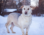 Собаки в Москве: Маленькая собачка в добрые руки Девочка, Бесплатно - фото 8