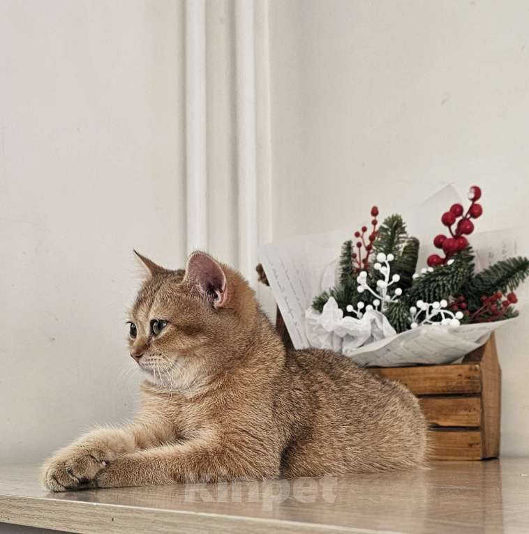 Кошки в Красноярске: Британская золотая шиншилла Окси Девочка, 40 000 руб. - фото 4