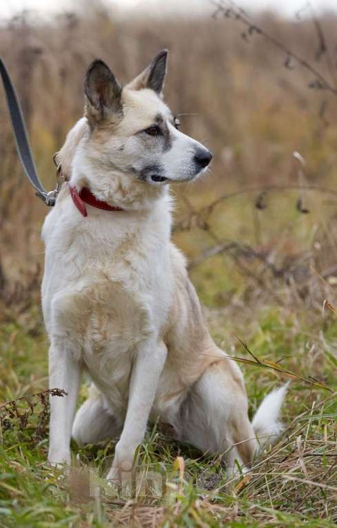 Собаки в Москве: Эльза, принцесса из приюта Девочка, 1 руб. - фото 2