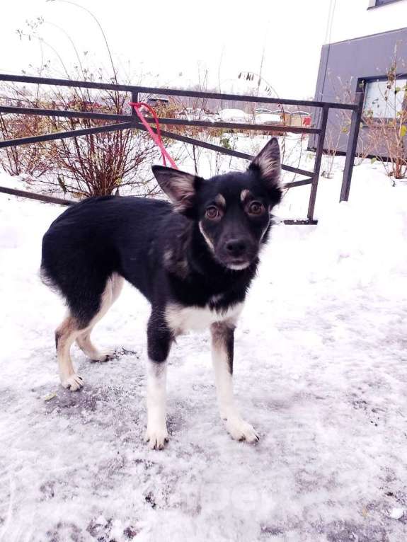 Собаки в Санкт-Петербурге: Ищет дом крошка-собачка весом 6 кг Девочка, Бесплатно - фото 8