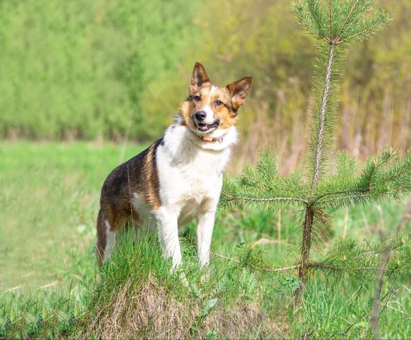 Собаки в Москве: Нежная и миниатюрная девочка Жужа ищет дом Девочка, 1 руб. - фото 7