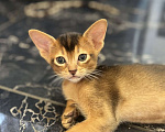 Кошки в Липецке: Продается абиссинский котенок  Мальчик, 60 000 руб. - фото 9