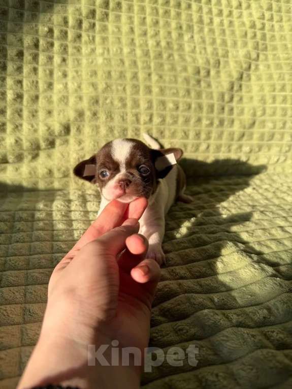 Собаки в Москве: Девочка чихуахуа Девочка, 45 000 руб. - фото 4