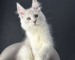 Кошки в Санкт-Петербурге: Мальчик ns 11 Мальчик, 100 000 руб. - фото 1