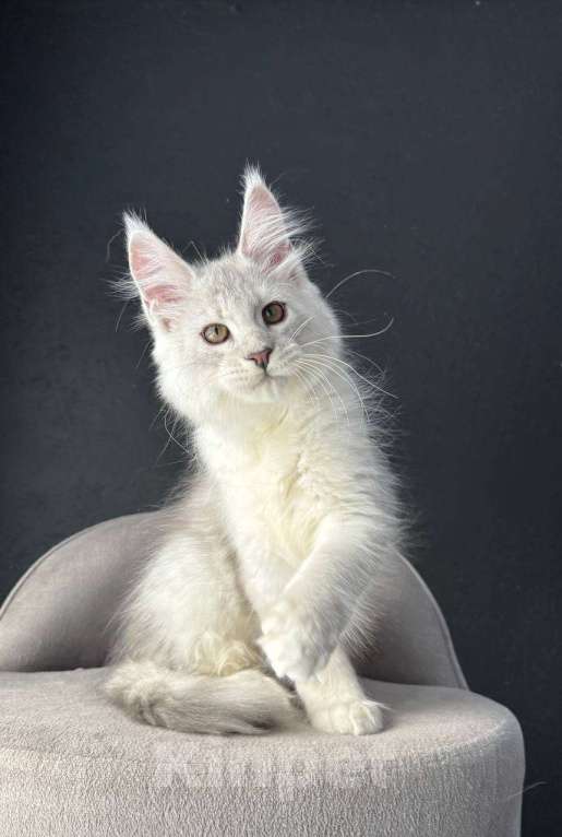 Кошки в Санкт-Петербурге: Мальчик ns 11 Мальчик, 100 000 руб. - фото 1