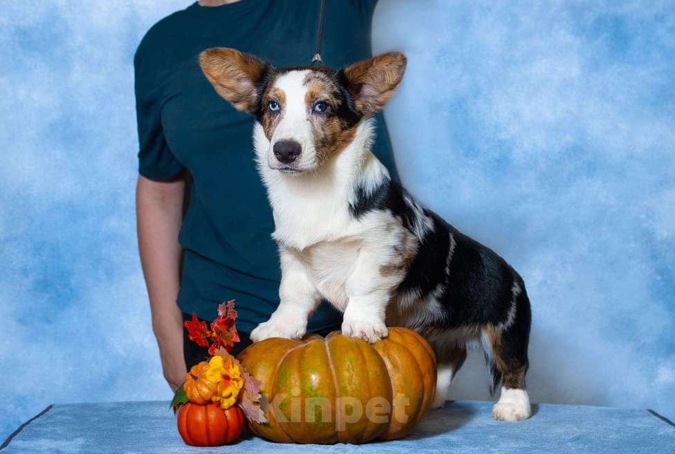 Собаки в Москве: Вельш корги щенок Мальчик, 110 000 руб. - фото 2