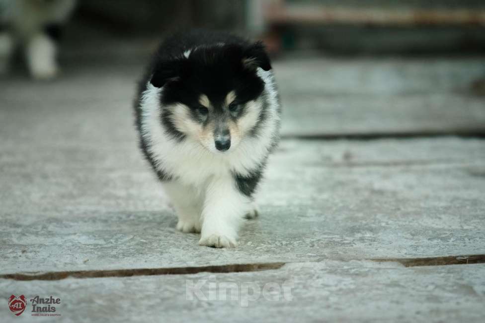 Собаки в Челябинске: Щенки колли длинношерстного Мальчик, Бесплатно - фото 3