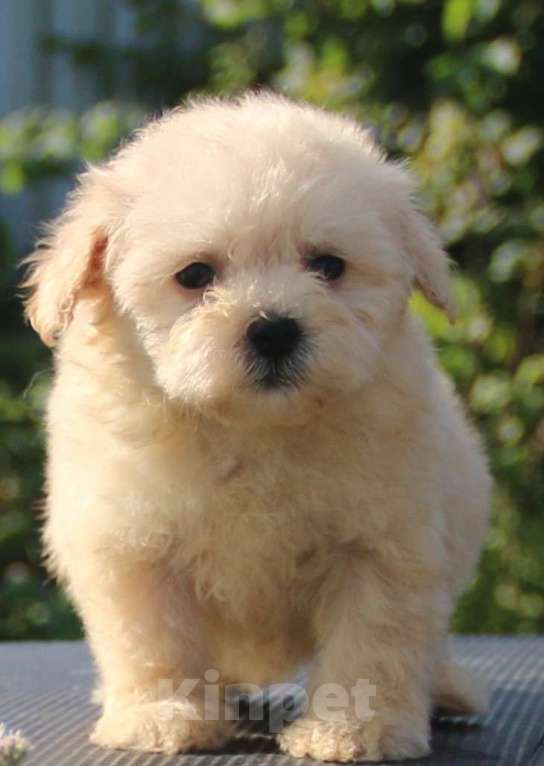 Собаки в Москве: мальтипу Ф1 щенки мини и микро Мальчик, 100 000 руб. - фото 2