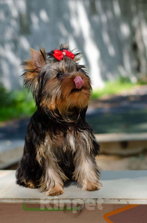 Собаки в Москве: Йорк кобель 4 месяца Мальчик, Бесплатно - фото 2