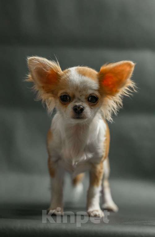 Собаки в Новосибирске: Щенок Чихуахуа  Девочка, 75 000 руб. - фото 1