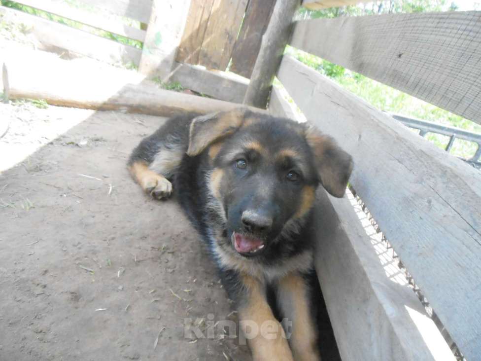 Собаки в Твери: чистокровный щенок немкцкой овчарки Девочка, 17 000 руб. - фото 3