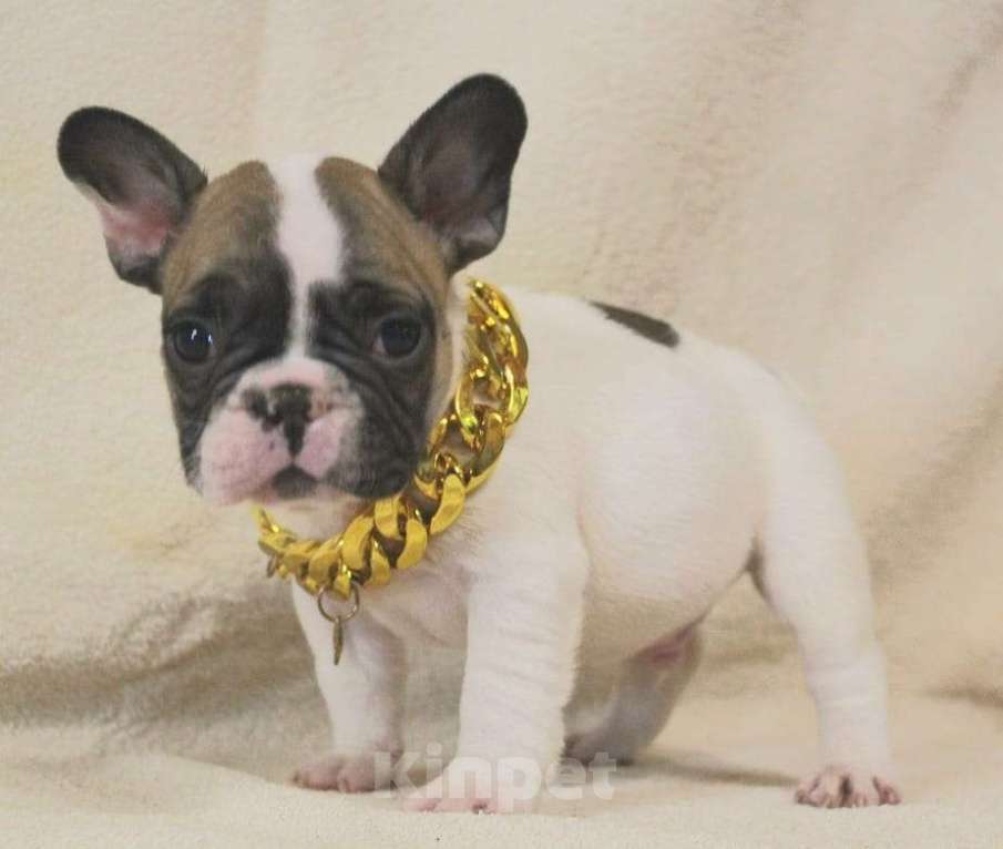 Собаки в Москве: Щенок французик  Мальчик, 130 000 руб. - фото 6