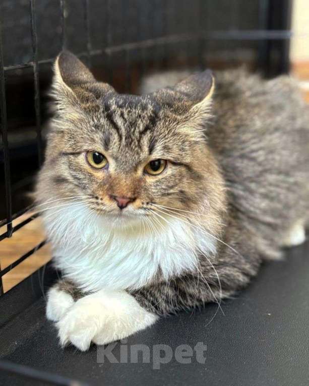 Кошки в Москве: Пушистый сибирский котенок в добрые руки Мальчик, Бесплатно - фото 3