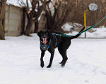 Собаки в Москве: Метис лабрадора в добрые руки Девочка, Бесплатно - фото 5