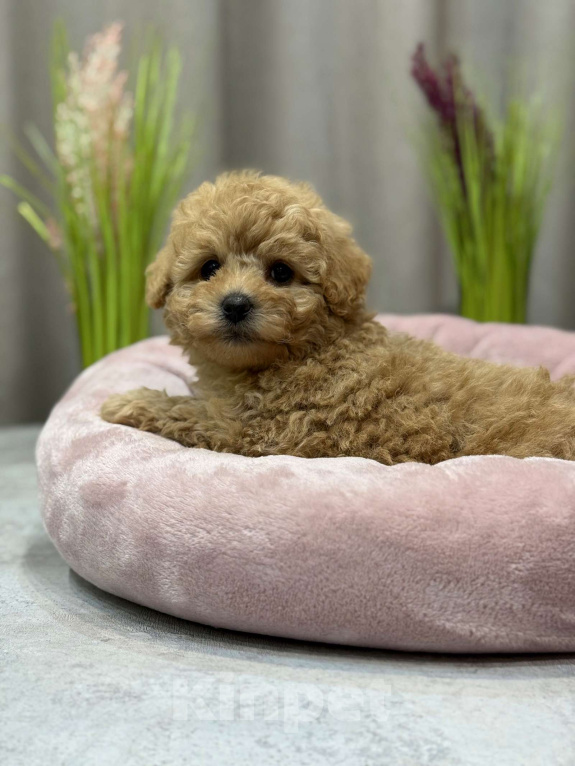 Собаки в Москве: Teddy Мальчик, Бесплатно - фото 2