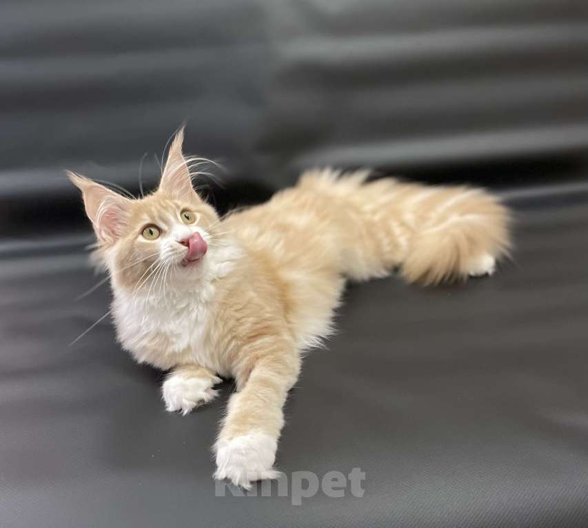 Кошки в Артеме: Девочка порода мейн кун Девочка, 50 000 руб. - фото 4