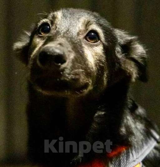 Собаки в Химках: Барс в поиске надёжного дома Мальчик, Бесплатно - фото 7