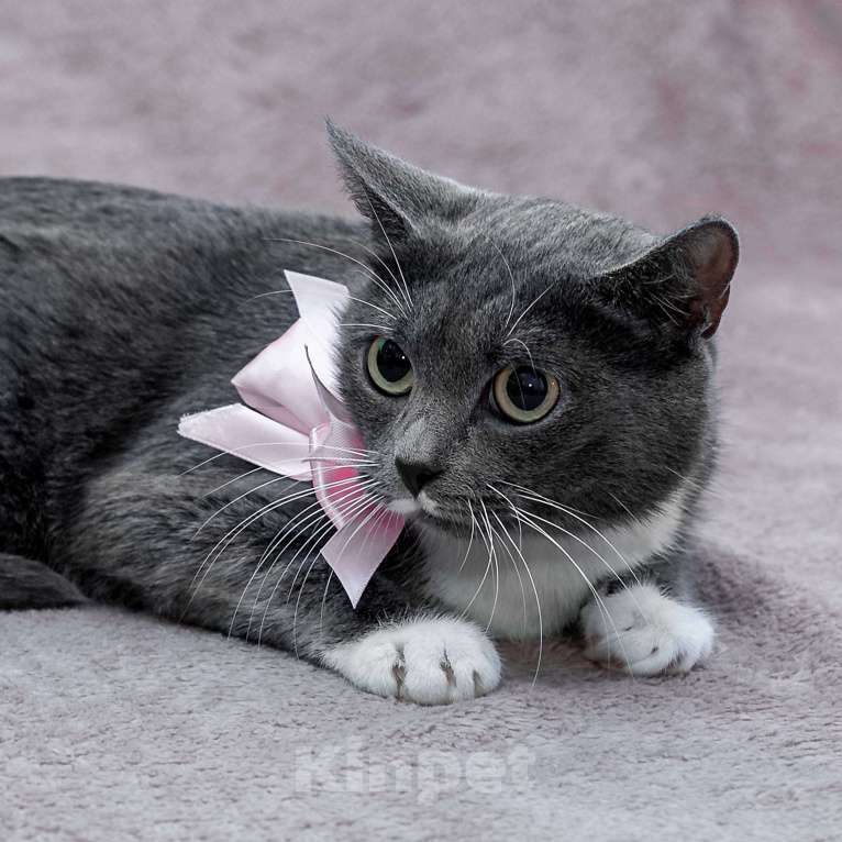 Кошки в Москве: кошка Жемчужина ищет дом Девочка, Бесплатно - фото 8