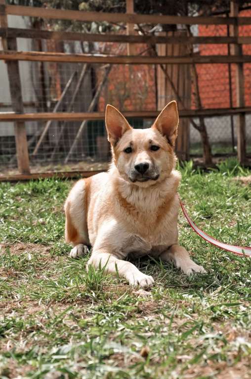 Собаки в Москве: Очаровательная Лиса в добрые рука Девочка, Бесплатно - фото 4