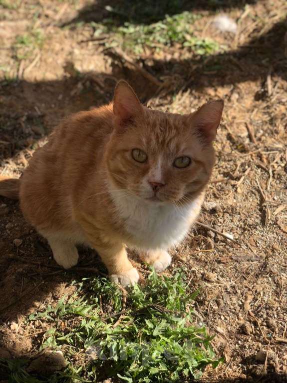 Кошки в Дмитрове: Выброшен, предан и никому не нужен. Мальчик, Бесплатно - фото 4
