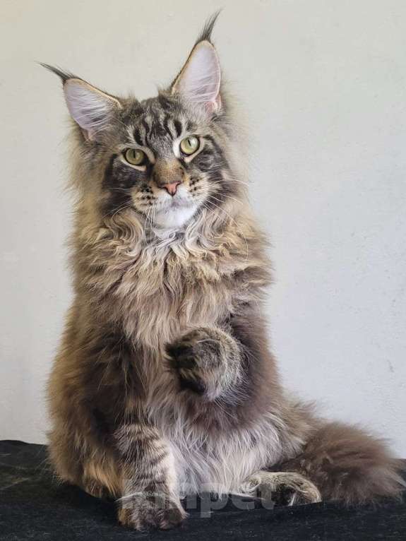 Кошки в Москве: Котенок мейн-кун  Мальчик, 60 000 руб. - фото 3