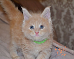 Кошки в Москве: Котик мейн-кун Мальчик, 25 000 руб. - фото 1