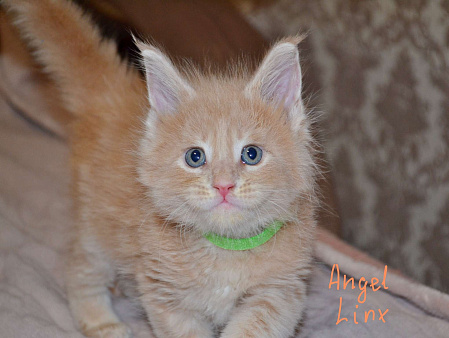 Котик мейн-кун