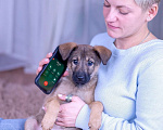 Собаки в Ногинске: Шанель - щенок в поиске дома Девочка, Бесплатно - фото 5