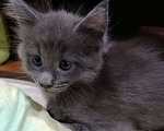Кошки в Ветлуге: Котята Мейн-кун, 7 000 руб. - фото 6